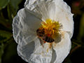 Cistus scilicifolius IMG_4539 Czystek